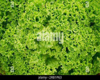Lollo Rosso lattuga verde fattoria fresco bio curly Lactuca sativa raccolto agricoltore fresco crescita bio raccolta verdura primavera stelo gambo spesso agricoltore fa Foto Stock