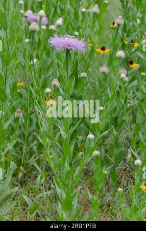 American Starthistle, Plectocephalus americanus Foto Stock