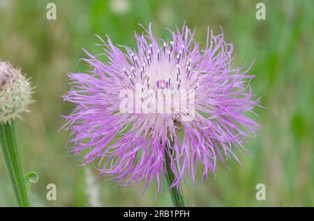 American Starthistle, Plectocephalus americanus Foto Stock