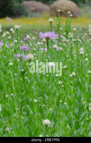 American Starthistle, Plectocephalus americanus Foto Stock