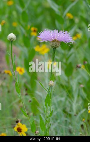 American Starthistle, Plectocephalus americanus Foto Stock