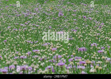 American Starthistle, Plectocephalus americanus Foto Stock