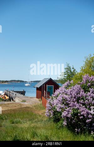 Paesaggio panoramico dell'arcipelago di Stoccolma con un cottage di pescatori dipinto di rosso vicino alla spiaggia dell'isola con alberi lilla viola in primo piano in una calda giornata estiva Foto Stock