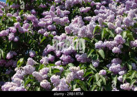 Lussureggiante cespuglio con fiori lilla viola e rosa in fiore all'inizio dell'estate Foto Stock