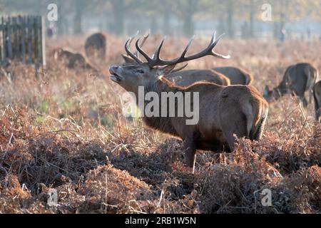 Cervo rosso (Cervus elaphus) cervo che chiama, harem sullo sfondo, colore autunnale. Antlers Foto Stock