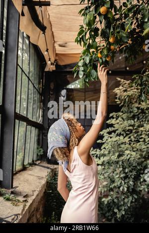 Vista laterale della giovane donna afroamericana in abito estivo e foulard che si allunga la mano ai limoni sull'albero e si trova in giardino interno, donna in S. Foto Stock