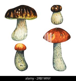 Funghi selvatici acquerello con porcini, funghi rossi grandi e piccoli. Illustrazione isolata disegnata a mano su sfondo bianco Foto Stock