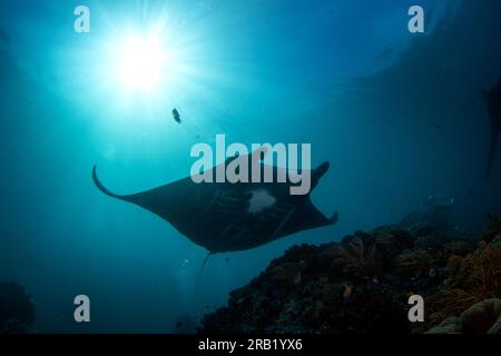 La mante della barriera corallina sta nuotando sopra il fondo. Mobula alfredi durante l'immersione a Raja Ampat. Manta più piccola che nuota lentamente nell'oceano indonesiano. Pesce con lo Foto Stock