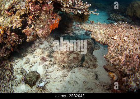 Il wobbegong tassellato è sul fondo durante l'immersione. Eucrossorhinus dasypogon a Raja Ampat. Grande squalo nascosto tra i coralli. Wobbegong indonesiano Foto Stock