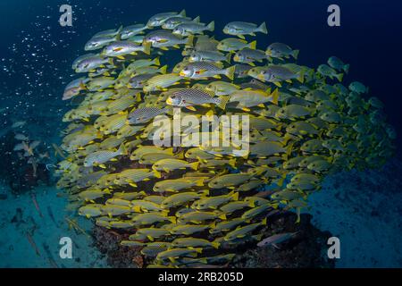 Le labbra dolcificanti gialle nuotano insieme alle labbra dolcificate a coste intorno alla roccia. Labbra dolciarie oblique con plectorhinchus polytaenia durante Foto Stock