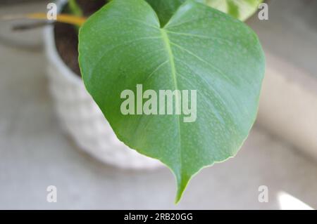 IMPIANTO MONSTERA DELICIOSA Foto Stock