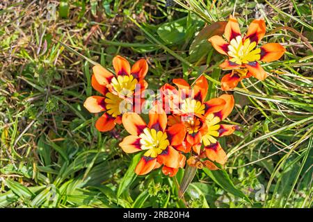 Colorato fiore di arlecchino sulla costa della California al Point Reyes National Seashore in California Foto Stock