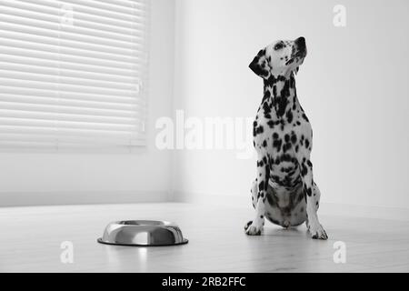 Adorabile cane dalmata e ciotola per nutrire al chiuso Foto Stock