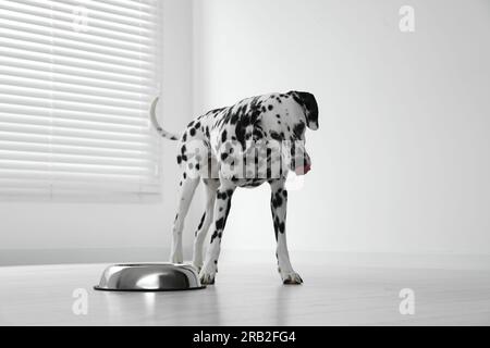 Adorabile cane dalmata e ciotola per nutrire al chiuso Foto Stock