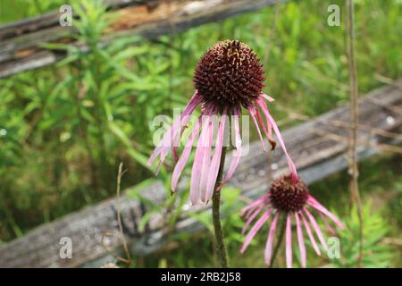Due fiori viola pallido con palo di legno e recinzione dietro di loro a Linne Woods a Morton Grove, Illinoi Foto Stock