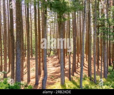 Un ambiente naturale pieno di alti pini Foto Stock