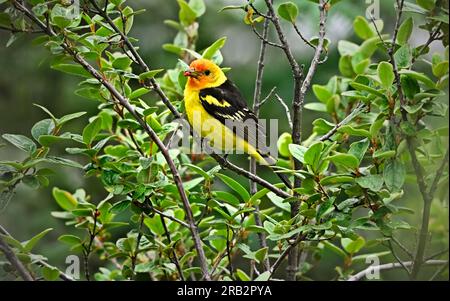 Una "Piranga ludoviciana" del Tanager occidentale, che vende in un cespuglio di bacche rosse nell'Alberta Canada rurale. Foto Stock