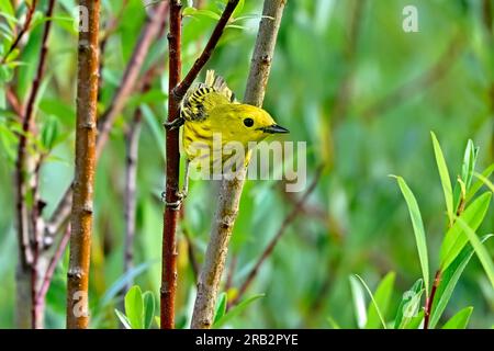 Una parula gialla brillante ' Dendroica petechia', arroccata su un ramo di salice nel suo habitat paludoso nell'Alberta rurale Canada. Foto Stock