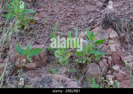 Missouri Evening Primrose, Oenothera macrocarpa, frutta Foto Stock