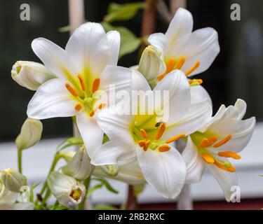 'Album' Trumpet Lily, Kungslilja (Lilium regale) Foto Stock