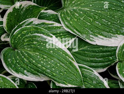 Gocce sulle foglie di Hosta dopo la pioggia primaverile Foto Stock