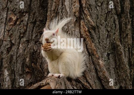 Albino Eastern Gray Squirrel (Sciurus carolinensis) su National Mall, Washington DC Foto Stock