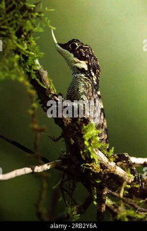 Lucertola con corna rinoceronte su un bastone di muschio a Horton Plains, Sri Lanka Foto Stock