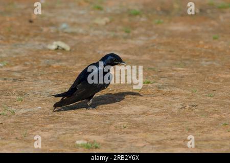 Purple Martin, Progne Subis, maschio Foto Stock