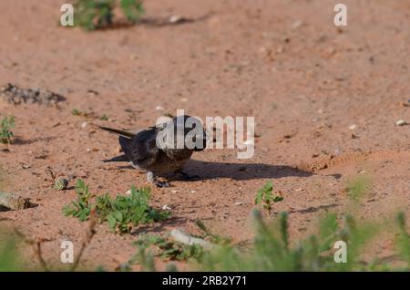 Purple Martin, Progne Subis Foto Stock
