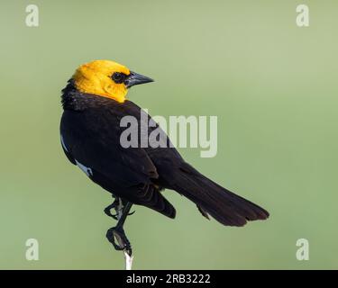 Un Blackbird dalla testa gialla si bilancia su un ramoscello Foto Stock
