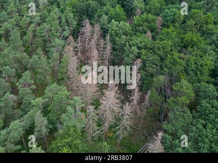 Treplin, Germania. 5 luglio 2023. Le conifere morte possono essere viste in una foresta (vista aerea con un drone). Nel Brandeburgo, la quantità di legname danneggiato è diminuita di nuovo quest'anno rispetto agli anni precedenti. Tuttavia, il livello di danno rimane alto, ha detto una portavoce per il Ministero dell'ambiente quando richiesto. (Al dpa: "Less damaged Wood This year - Bark Beetle population in view") crediti: Patrick Pleul/dpa/Alamy Live News Foto Stock