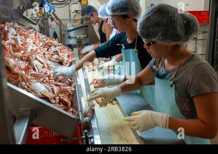 Lavoratori immigrati cinesi che cercavano granchi blu nuotatori in una pesca nell'Australia occidentale Foto Stock