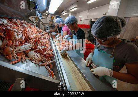 Lavoratori immigrati cinesi che cercavano granchi blu nuotatori in una pesca nell'Australia occidentale Foto Stock