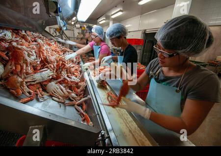 Lavoratori immigrati cinesi che cercavano granchi blu nuotatori in una pesca nell'Australia occidentale Foto Stock