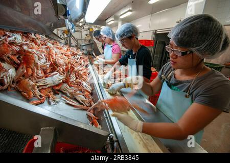 Lavoratori immigrati cinesi che cercavano granchi blu nuotatori in una pesca nell'Australia occidentale Foto Stock