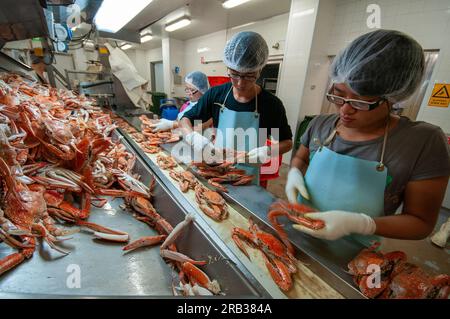 Lavoratori immigrati cinesi che cercavano granchi blu nuotatori in una pesca nell'Australia occidentale Foto Stock