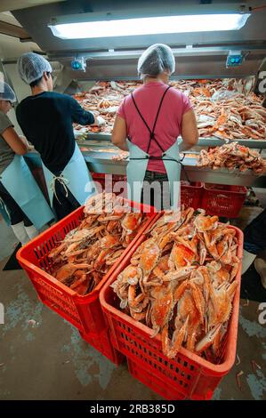 Lavoratori immigrati cinesi che cercavano granchi blu nuotatori in una pesca nell'Australia occidentale Foto Stock