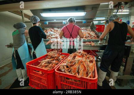 Lavoratori immigrati cinesi che cercavano granchi blu nuotatori in una pesca nell'Australia occidentale Foto Stock