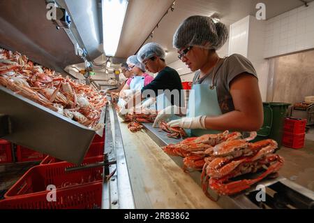 Lavoratori immigrati cinesi che cercavano granchi blu nuotatori in una pesca nell'Australia occidentale Foto Stock