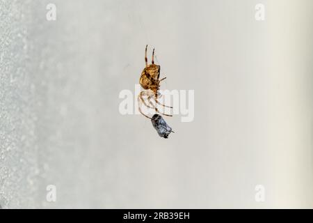 Cross Orb Weaver ragno mangiare preda in Irlanda - Vista dal lato inferiore. Foto Stock