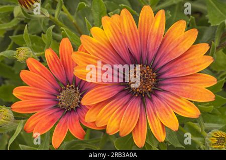 Osteospermum Erato 'Purple Glow', African Daisy Foto Stock