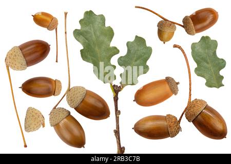 Ghiande e ramificazioni marroni con foglie di quercia verde su sfondo bianco isolato. Elemento di progettazione. Autunno. Raccolta Foto Stock