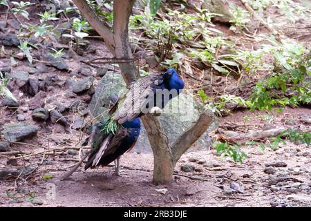 Due veri pavoni sono seduti su un albero con piume aperte. Foto Stock
