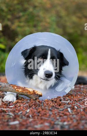 Cucciolo Border Collie che indossa un collare protettivo a cono e masticava il bastoncino Foto Stock