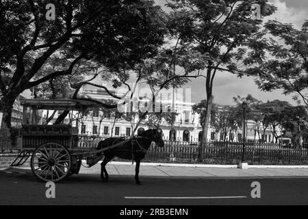 Il cavallo e la sua carrozza Foto Stock