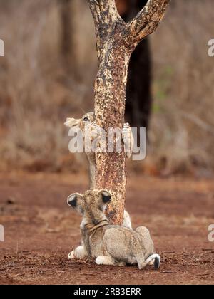 Un cucciolo di leone che cerca di arrampicarsi su un albero mentre suo fratello guarda in incoraggiamento. GIR National Park & Sanctuary, Gujarat, India: Immagini COMMOVENTI di t Foto Stock