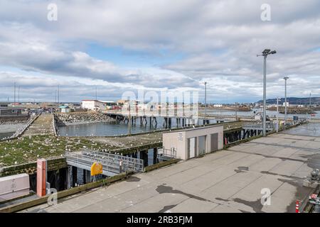 Uccelli marini (gabbiani) che nidificano sul molo di carico in legno in disuso presso il porto di Homer Spit con il nuovo molo in cemento di fronte, Alaska, Stati Uniti Foto Stock