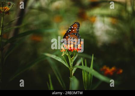 Farfalla in appoggio su un fiore Foto Stock