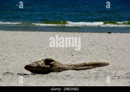 Spiaggia sabbiosa con un pezzo di legno nel sud della Svezia in estate. Foto Stock