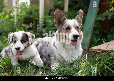 Cucciolo cardigan in marmo con corgi che gioca in erba con la mamma Foto Stock